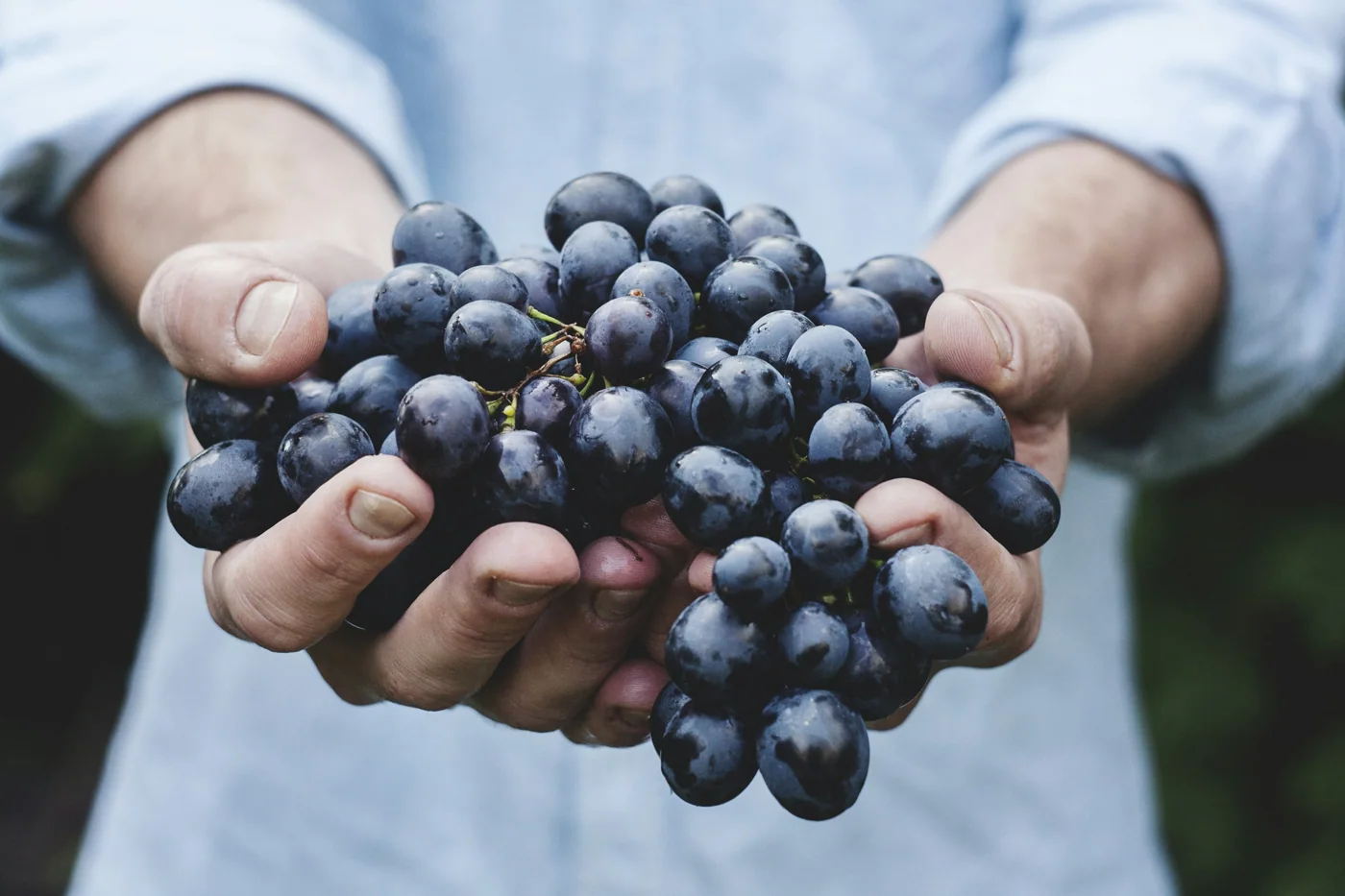 Hands holding a bunch of grapes at harvest