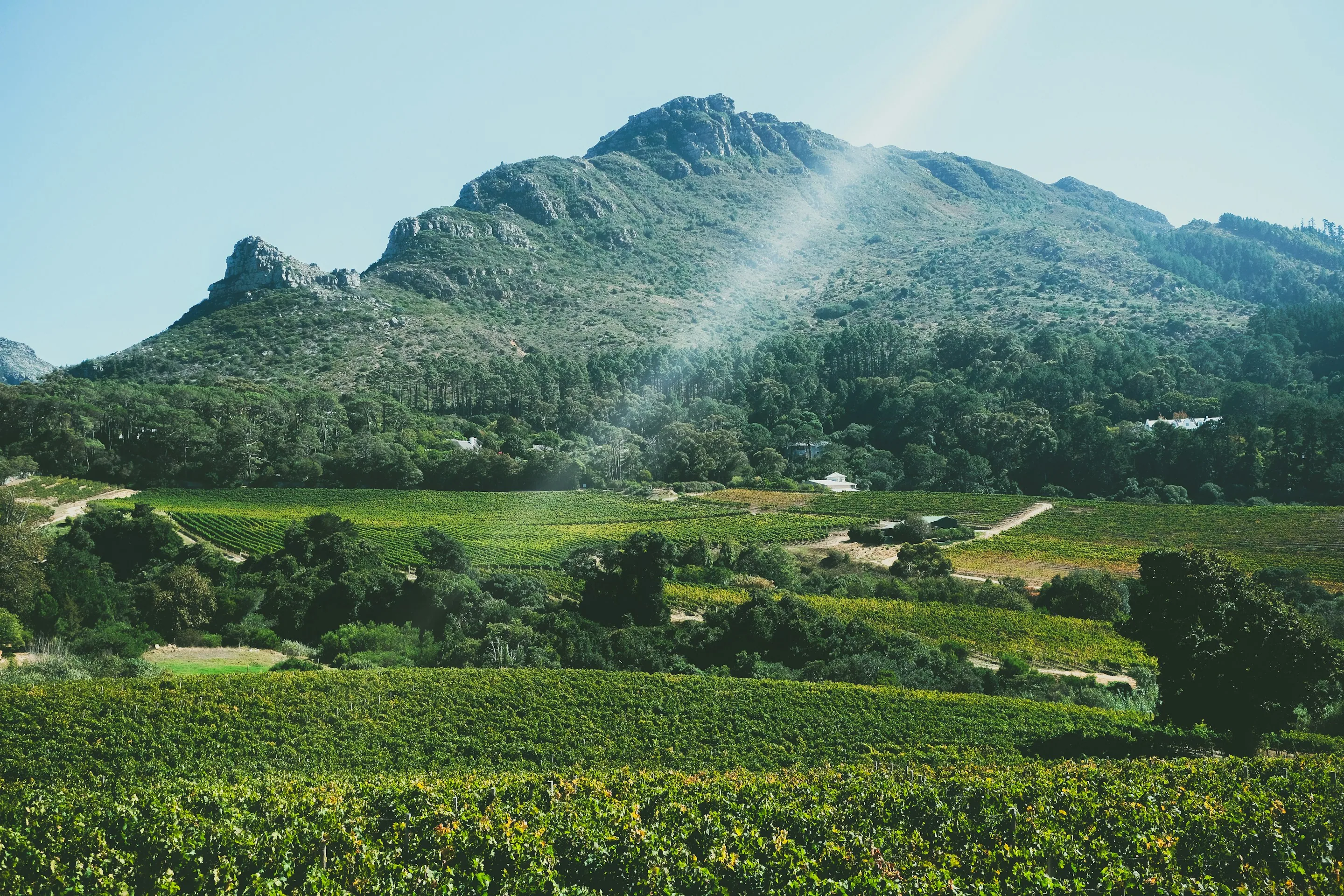 Vineyard valley beneath a large mountain
