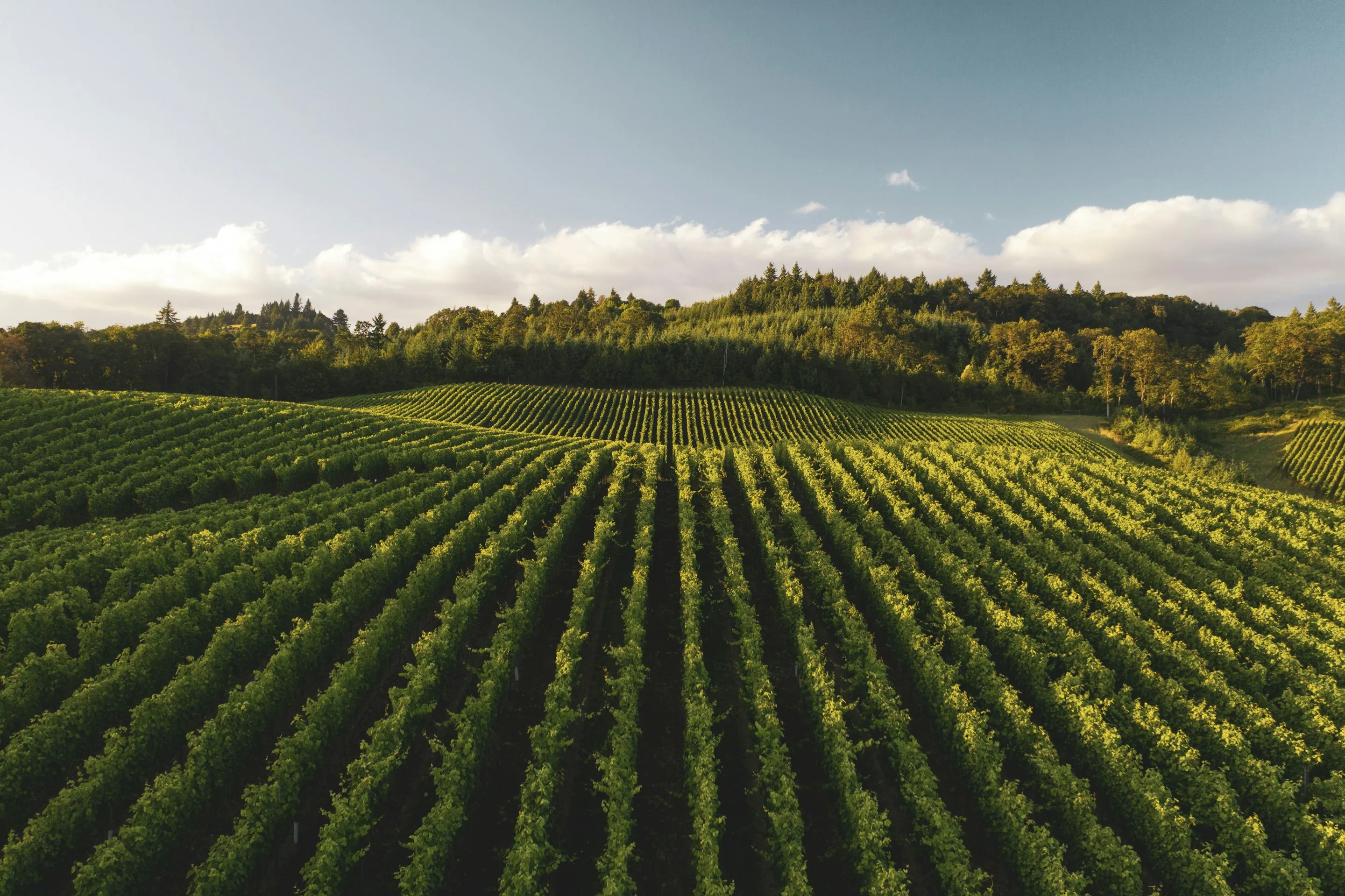 Vineyard rows in warm low sun